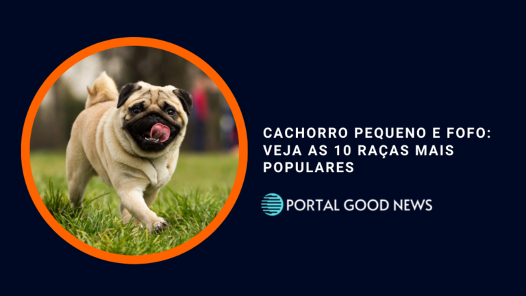 Cachorro pequeno e fofo: Veja as 10 raças mais populares